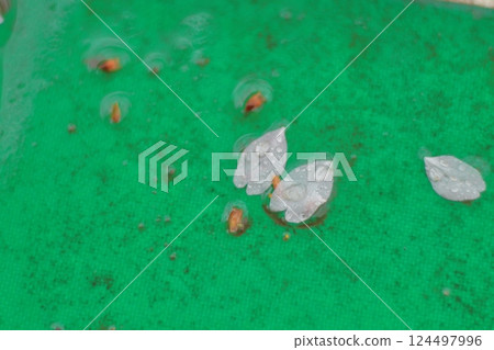 粉紅色花瓣在雨中下沉 124497996
