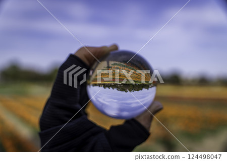 Tulip field reflected in a glass ball Tulip field reflected in a glass ball 124498047