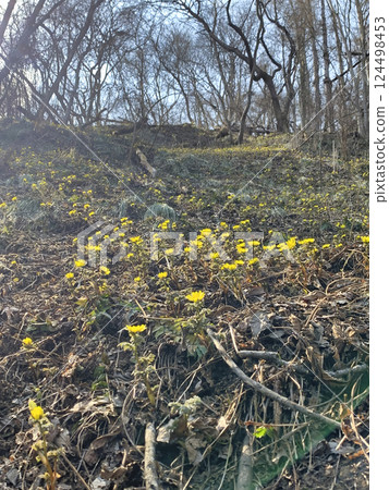Adonis flowers at Nananikai Kosaka, Nagano City, Nagano Prefecture Adonis flowers at Nananikai Kosaka, Nagano City, Nagano Prefecture 124498453