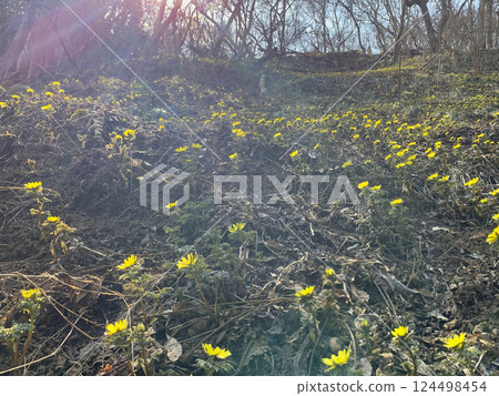 Adonis flowers at Nananikai Kosaka, Nagano City, Nagano Prefecture Adonis flowers at Nananikai Kosaka, Nagano City, Nagano Prefecture 124498454