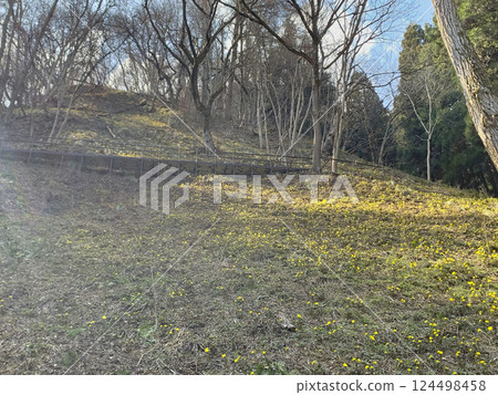 長野縣長野市七木會小坂的阿多尼斯花 124498458