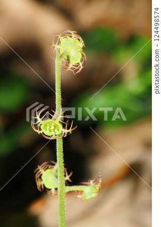 flower 124498574