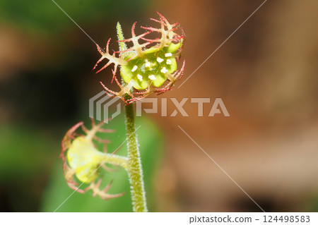 flower flower 124498583