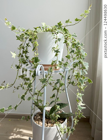 English ivy variegated and Sansevieria silver blue n the white flower pot 124498630