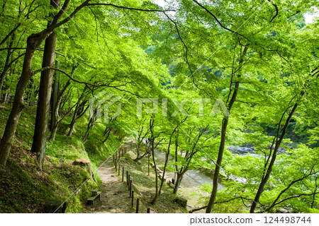 香嵐溪的新綠（愛知縣豐田市足助町） 124498744