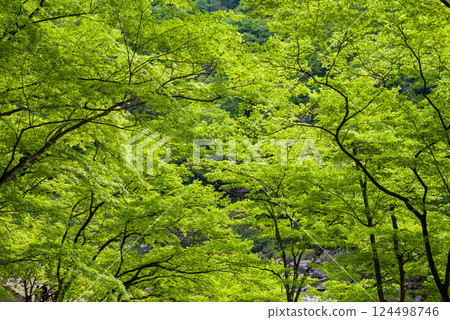 Fresh greenery in Korankei (Asuke Town, Toyota City, Aichi Prefecture) 124498746