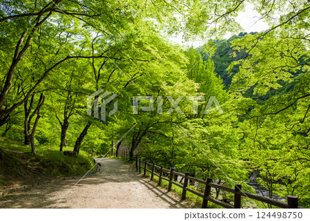 香嵐溪的新綠（愛知縣豐田市足助町） 124498750