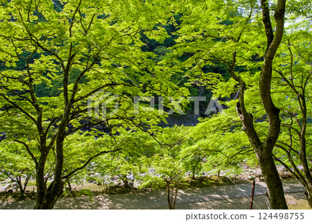 香嵐溪的新綠(愛知縣豐田市足助町) 香嵐溪的新綠(愛知縣豐田市足助町) 124498755