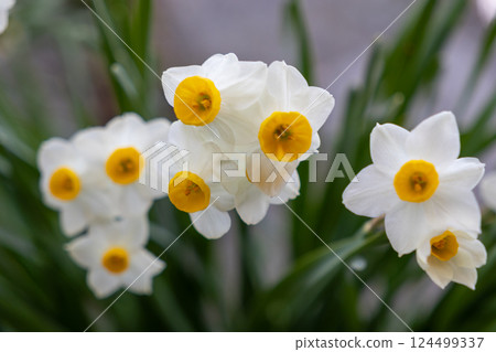 一束束黃水仙的白花盛開在冬天的花床上 124499337