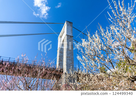 Togawa Park: Plum blossoms in full bloom and the Wind Suspension Bridge (Hadano City, Kanagawa Prefecture) Togawa Park: Plum blossoms in full bloom and the Wind Suspension Bridge (Hadano City, Kanagawa Prefecture) 124499340