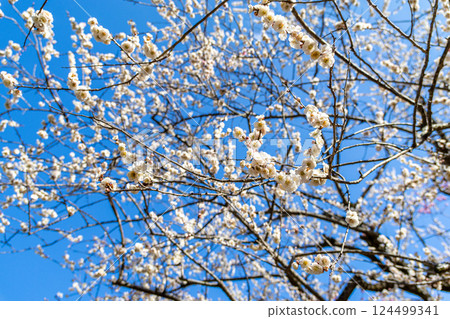 White plum shining in the blue sky White plum shining in the blue sky 124499341