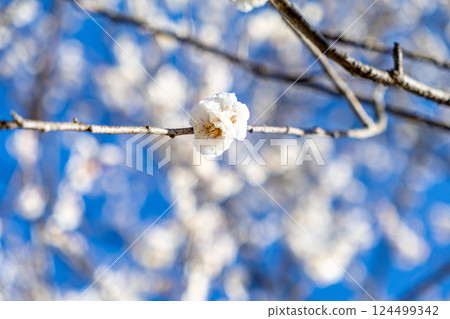 Plum blossoms telling the spring Plum blossoms telling the spring 124499342