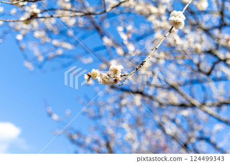 Plum blossoms telling the spring Plum blossoms telling the spring 124499343