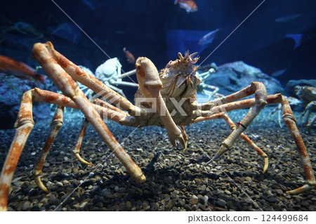 Spider crab spreading its legs Spider crab spreading its legs 124499684