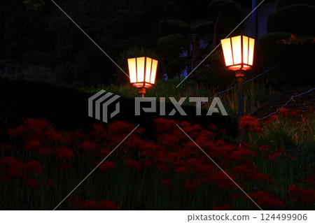 Kitakami City, Iwate Prefecture, cluster amaryllis in full bloom 124499906