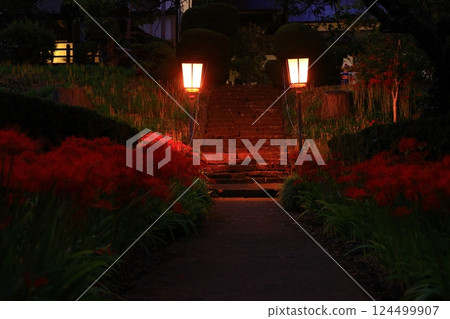 Kitakami City, Iwate Prefecture, cluster amaryllis in full bloom Kitakami City, Iwate Prefecture, cluster amaryllis in full bloom 124499907