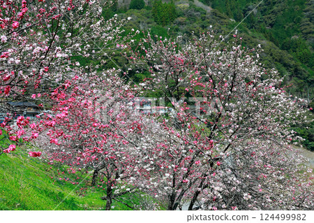 仁淀川的桃花盛開 仁淀川的桃花盛開 124499982