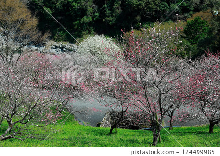 仁淀川的桃花盛開 仁淀川的桃花盛開 124499985
