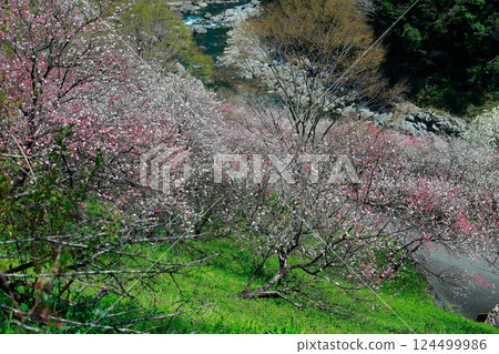 仁淀川的桃花盛開 仁淀川的桃花盛開 124499986