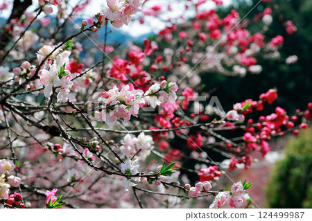 仁淀川的桃花盛開 仁淀川的桃花盛開 124499987