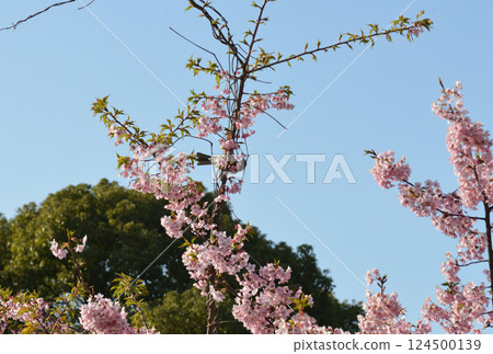 在藍天的櫻花後面 124500139