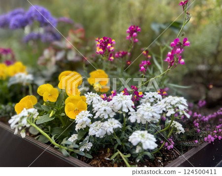 Yellow pansies/flowers that look like violas and white flowers/The flowers Yellow pansies/flowers that look like violas and white flowers/The flowers 124500411