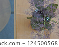 Simple spring-like interior decoration with flowers 124500568