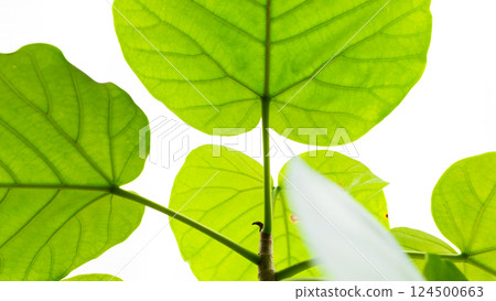 A young leaf of Umbelatta with veins clearly visible in bright natural light 124500663