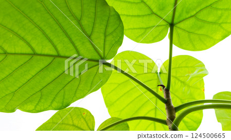 A young leaf of Umbelatta with veins clearly visible in bright natural light A young leaf of Umbelatta with veins clearly visible in bright natural light 124500665