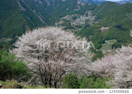 Gourd cherry tree 124500688