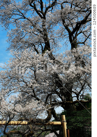 葫蘆櫻桃樹 124500689