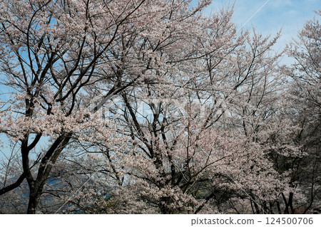 Gourd cherry tree 124500706