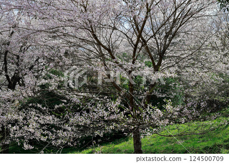 Gourd cherry tree 124500709