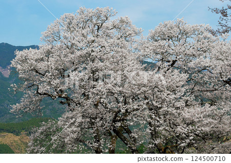 Gourd cherry tree Gourd cherry tree 124500710