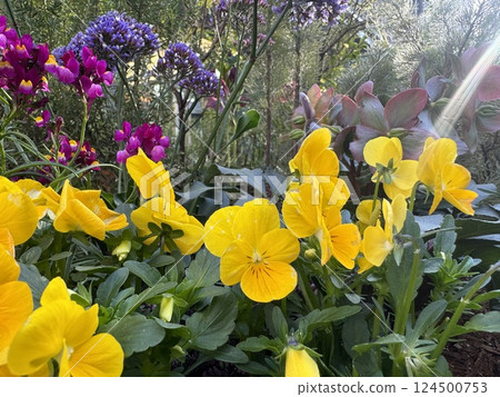 Yellow pansies/Flowers that look like violas and flowers in a flowerbed/The flowers Yellow pansies/Flowers that look like violas and flowers in a flowerbed/The flowers 124500753