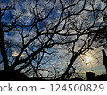 The sun seen through the trees 124500829