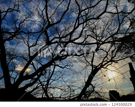 The sun seen through the trees The sun seen through the trees 124500829