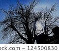 Tree extending toward the sky 124500830