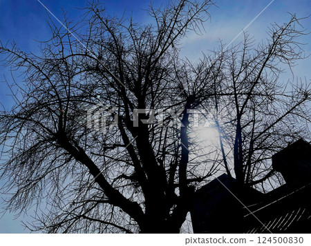 Tree extending toward the sky Tree extending toward the sky 124500830