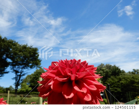 Dahlia that shines in the blue sky Dahlia that shines in the blue sky 124501155