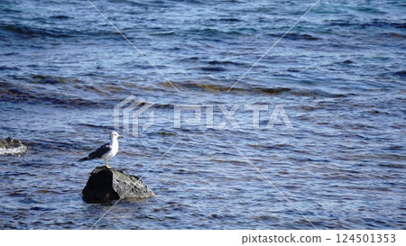 Birds on the coast 124501353