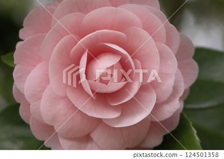 Double-flowered maiden camellia Double-flowered maiden camellia 124501358