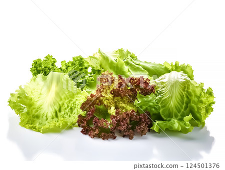 Lettuce image material 124501376