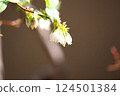 藍莓芽和白花 124501384