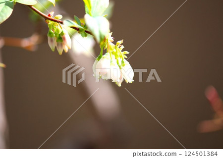 藍莓芽和白花 124501384