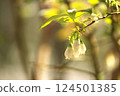 藍莓花在春天的陽光下綻放 124501385