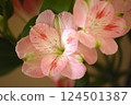 粉紅色的花朵六出花 124501387
