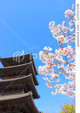 愛知縣名古屋市八子山興勝寺櫻花盛開和五層塔的景色 124501396