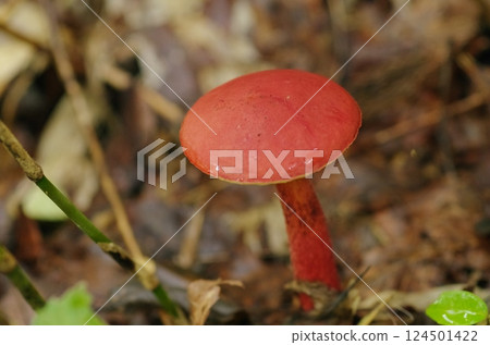 Benignux Benignux 124501422