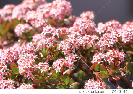 Fuchibenibenkei or Kaneno-plant 124501443